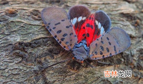 俗称花大姐的虫子叫什么名字,七星瓢虫叫什么?