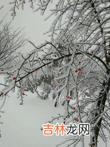 雨夹雪会有积雪吗,杭州主城区下雪，这次会有明显积雪吗？