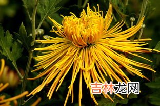 九月菊花的花期是多久,荷花、桂花、梅花、桃花、菊花 分别在几月开？