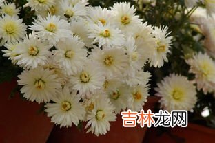 九月菊花的花期是多久,荷花、桂花、梅花、桃花、菊花 分别在几月开？