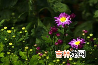 九月菊花的花期是多久,荷花、桂花、梅花、桃花、菊花 分别在几月开？