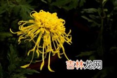 九月菊花的花期是多久,荷花、桂花、梅花、桃花、菊花 分别在几月开？