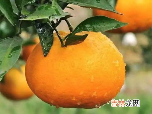 春见耙耙柑能放多久,粑粑柑怎么保存放得久