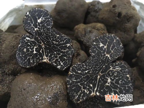 松露是什么东西,松露是什么东西?