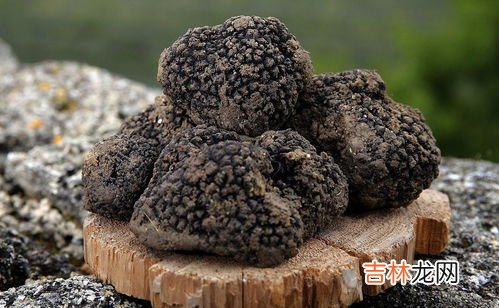 松露是什么东西,松露是什么东西?