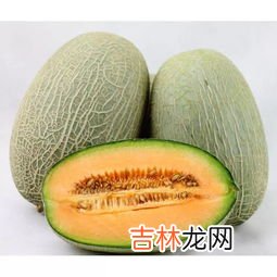 哈蜜瓜还是哈密瓜,蜜瓜和哈密瓜完全不一样吗?
