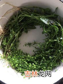 荠菜煮鸡蛋煮多久,荠菜煮鸡蛋煮多久 荠菜煮鸡蛋相关介绍