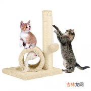 kitten和cat英文区别,英文cat kitty pussy有什么区别