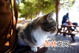 kitten和cat英文区别,英文cat kitty pussy有什么区别