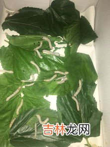 蚕换了桑叶为什么死了,我的蚕放在纸盒里，吃桑叶，今天死了好几条，谁能告诉我为什么