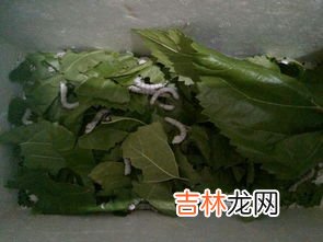 蚕换了桑叶为什么死了,我的蚕放在纸盒里，吃桑叶，今天死了好几条，谁能告诉我为什么