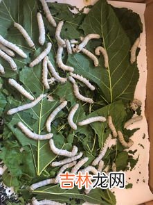 蚕换了桑叶为什么死了,我的蚕放在纸盒里，吃桑叶，今天死了好几条，谁能告诉我为什么