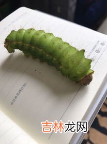 蚕换了桑叶为什么死了,我的蚕放在纸盒里，吃桑叶，今天死了好几条，谁能告诉我为什么