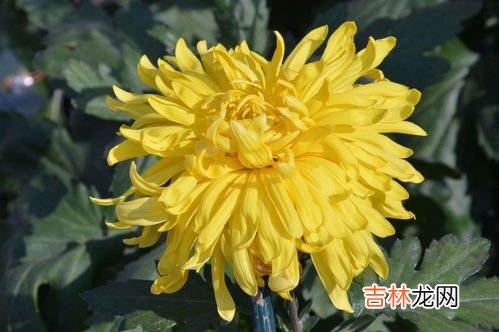 菊花夏天可以换盆吗,菊花栽培如何换盆换土