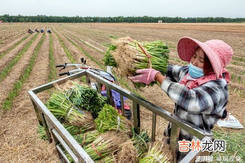 过年栽葱有什么寓意,过年种蒜和大葱是什么意思