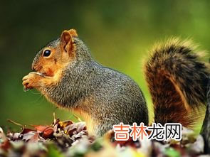 松鼠的寿命,松鼠寿命有多长 松鼠可以活多久