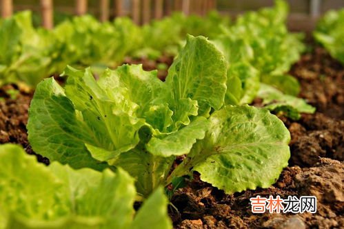 生菜的种植方法和时间,生菜的种植方法有哪些