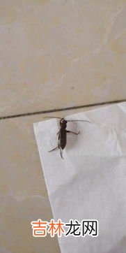 家里出现飞蚂蚁的原因,家里出现飞蚂蚁是什么原因