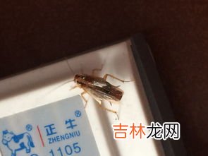 家里出现飞蚂蚁的原因,家里出现飞蚂蚁是什么原因