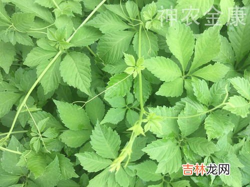 绞股蓝的功效,喝绞股蓝有什么好处?