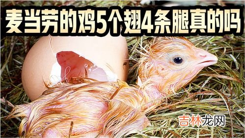 什么鸡没有翅膀脑筋急转弯,什么鸡没有翅膀?
