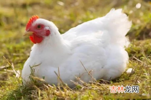 什么鸡没有翅膀脑筋急转弯,什么鸡没有翅膀?