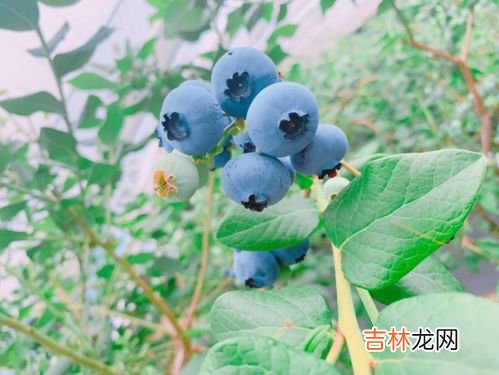 蓝莓常温可以放几天,蓝莓能放多久