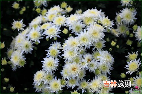 荷叶山楂茶有什么功效,干山楂和荷叶泡水有什么作用