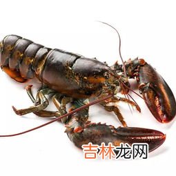 波士顿龙虾可以冷冻保存吗,龙虾死了可以冷冻吗