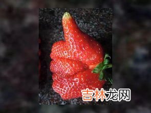 过年吃草莓的寓意,草莓有什么寓意