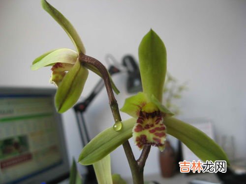 蕙兰品种,蕙兰五个必养品种