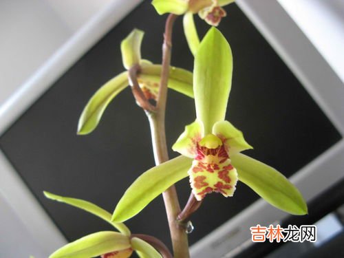 蕙兰品种,蕙兰五个必养品种
