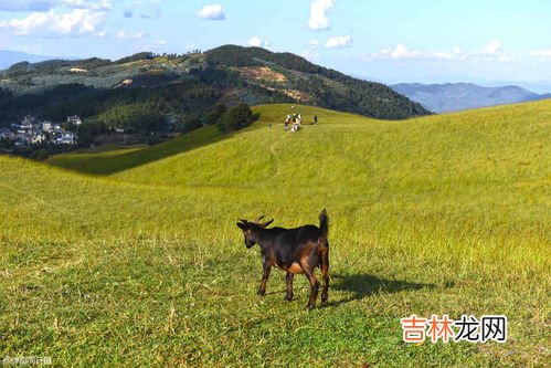 呼伦贝尔海拔多少米高,呼伦贝尔在哪里