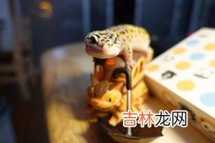 守宫和壁虎的区别是什么,蛙眼守宫是壁虎吗?想养蛙眼守宫 蛙眼守宫与壁虎什么区别?