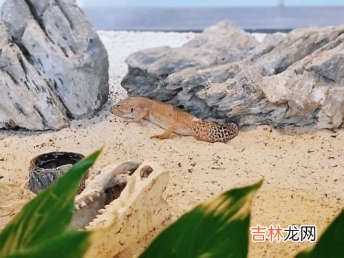 守宫和壁虎的区别是什么,蛙眼守宫是壁虎吗?想养蛙眼守宫 蛙眼守宫与壁虎什么区别?