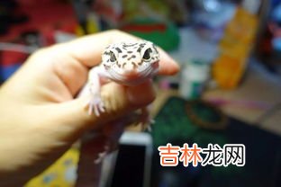 守宫和壁虎的区别是什么,蛙眼守宫是壁虎吗?想养蛙眼守宫 蛙眼守宫与壁虎什么区别?