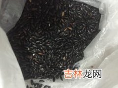 黑米是发物吗,肾病患者可以吃黑米，红枣。糯米稀饭吗