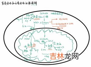 有氧呼吸和无氧呼吸的区别,有氧呼吸和无氧呼吸的区别