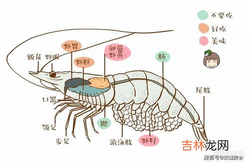 虾线是什么部位,鸡尾虾的线在哪个位置?