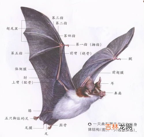 蝙蝠为什么晚上出现,白天不出现,为什么蝙蝠只在晚上出来
