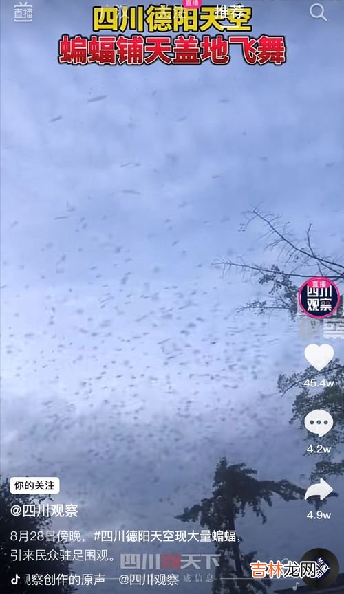 蝙蝠为什么晚上出现,白天不出现,为什么蝙蝠只在晚上出来