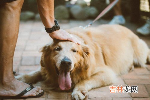 游戏里狗托是什么意思,游戏里狗托是什么意思