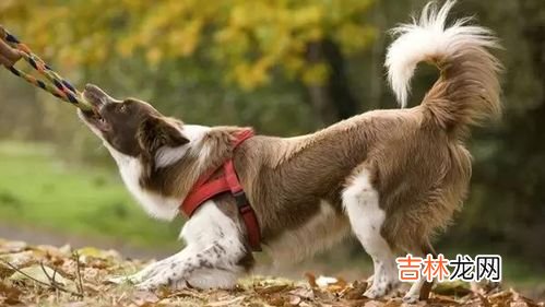 游戏里狗托是什么意思,游戏里狗托是什么意思