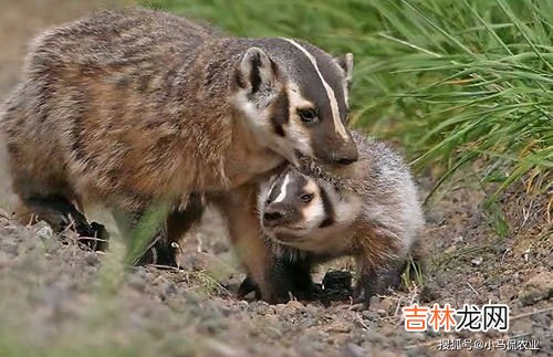 獾的克星是什么,狼獾的天敌是什么