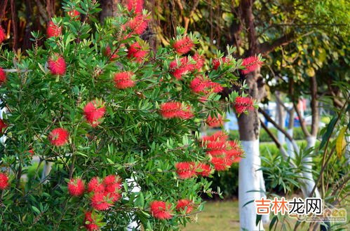 异地城市怎么订花,怎样在异地订花