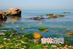 喂海鸥吃什么,海边喂海鸥吃什么