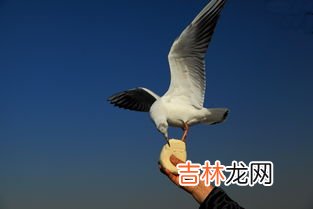 喂海鸥吃什么,海边喂海鸥吃什么