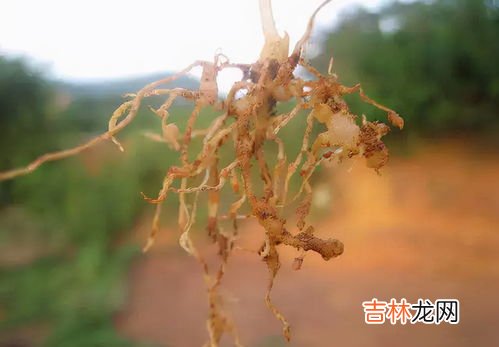 线虫是微生物吗,污水处理厂，镜检中出现的线虫 的学名叫什么？