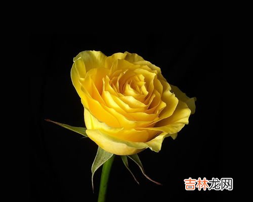 黄玫瑰花语是什么,黄玫瑰的花语是什么？