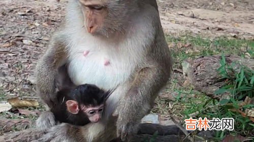 猴子喜欢吃什么食物,猴子喜欢吃什么